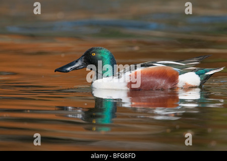 Männliche Löffelente (Anas clypeata) - Canard souchet mâle Banque D'Images