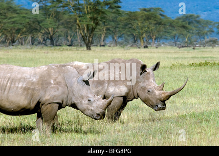 Le rhinocéros blanc d'Afrique au Kenya Banque D'Images