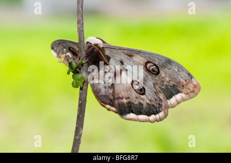 Wiener Männliches Nachtpfauenauge (Saturnia pyri) - Géant Papillon paon mâle Banque D'Images
