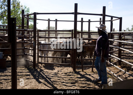 Home Valley Station stockman rassemblement autochtone à cheval dans l'ouest de l'Australie Kimberley sur la Gibb River Road Banque D'Images