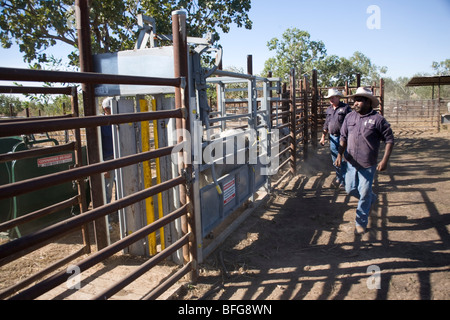 Home Valley Station stockman rassemblement autochtone à cheval dans l'ouest de l'Australie Kimberley sur la Gibb River Road Banque D'Images
