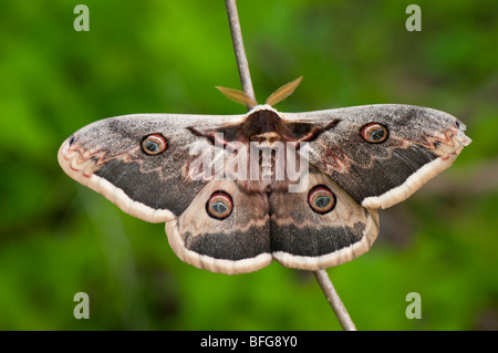 Wiener Männliches Nachtpfauenauge (Saturnia pyri) - Géant Papillon paon mâle Banque D'Images