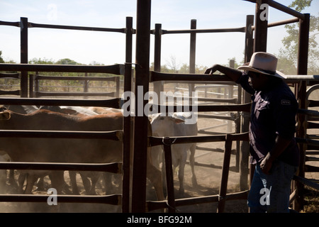 Home Valley Station stockman rassemblement autochtone à cheval dans l'ouest de l'Australie Kimberley sur la Gibb River Road Banque D'Images