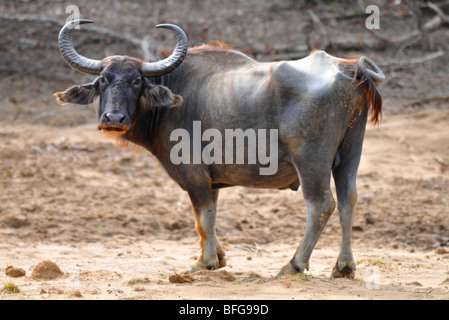 Buffalo (Bubalus arnee) Bubalus bubalis, parc national de Yala, au Sri Lanka Banque D'Images
