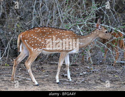 Spotted Deer ou Chital, (Axis axis), Parc national de Yala, au Sri Lanka, les jeunes cerfs tachetés, parc national de Yala, au Sri Lanka Banque D'Images