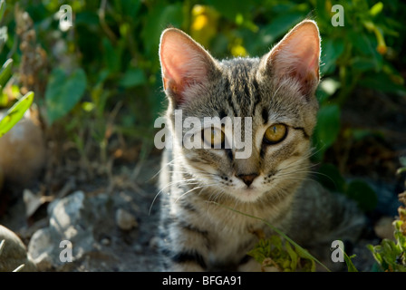 Tabby kitten looking at camera Banque D'Images