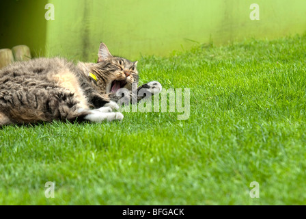 Le bâillement non tabby pedigree Banque D'Images