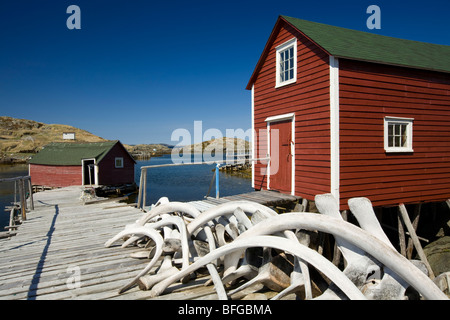 Les os de baleine empilés sur quai Change Islands, Terre-Neuve et Labrador, Canada Banque D'Images