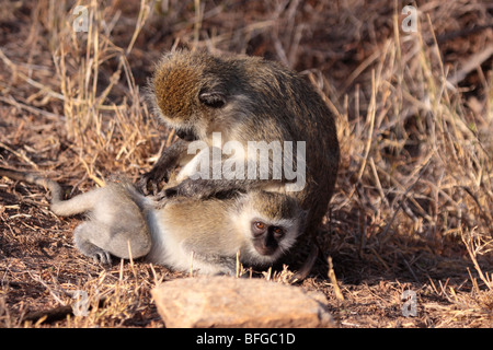 Les babouins olive Papio anubis grooming Banque D'Images