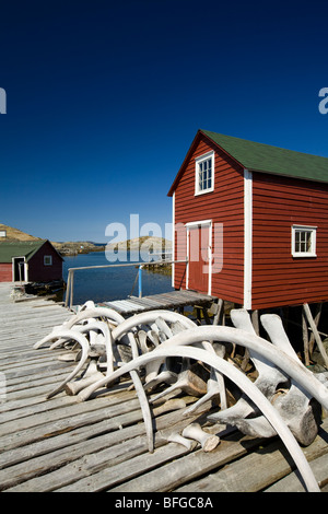 Les os de baleine empilés sur quai Change Islands, Terre-Neuve et Labrador, Canada Banque D'Images