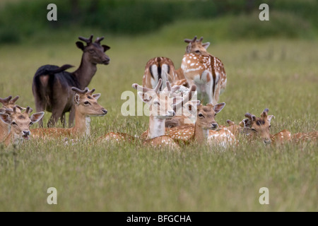Groupe de daims dans l'herbe haute Banque D'Images