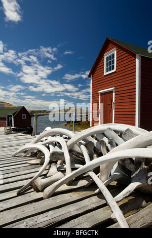 Les os de baleine empilés sur scène, Change Islands, Terre-Neuve et Labrador, Canada Banque D'Images