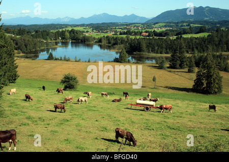 Campagne bavaroise en Allemagne avec une vue sur les Alpes au loin. Banque D'Images