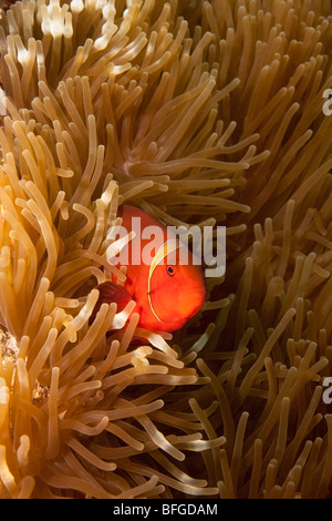 Spinecheek (Premnas biaculeatus poisson clown) femmes pour la lampe-tentacules d'anémone de mer Entacmaea (quadcolor) Banque D'Images