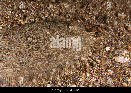 Peacock flet (Bothus mancus) camouflé sable sur fond de l'océan, le Détroit de Lembeh, au nord de Sulawesi, Indonésie. Banque D'Images