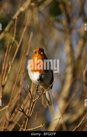 ROBIN européen, Erithacus rubecula aux abords, le chant Banque D'Images