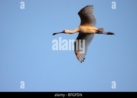 African Spoonbill flying Banque D'Images