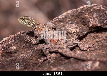 Agama commune Banque D'Images