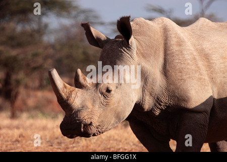 White Rhino Banque D'Images