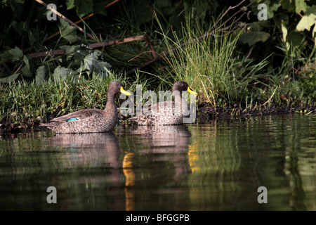 Canard à bec jaune Banque D'Images