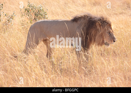 Lion mâle dans le Masai Mara Banque D'Images