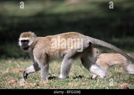 Singe mère avec les jeunes Banque D'Images