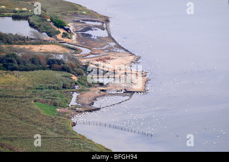 Abbotsbury swannery, Dorset, Angleterre, Royaume-Uni Banque D'Images