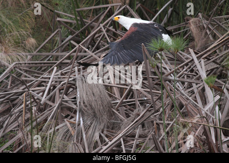 African Fish Eagle en vol Banque D'Images