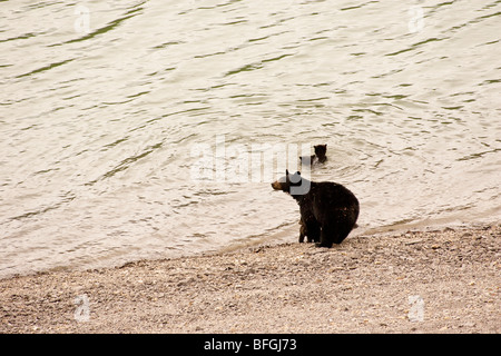 Énoncé des travaux de l'ours noir avec petits nager et boire du lac. Banque D'Images