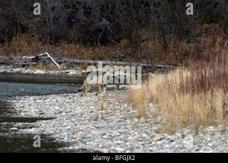 Bois sauvage ou loup gris (Canis lupus) sur les rives de la rivière Fishing Branch portant un chum ou le saumon en bois. Yukon Terr Banque D'Images