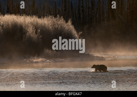 Ours grizzli (Ursus arctos) traversée de la rivière Fishing Branch, Ni'iinlii'Njik Réserve écologique, Territoire du Yukon, Canada Banque D'Images