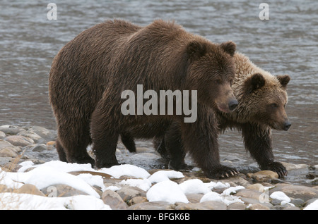 L'ours grizzli et 2e année, le cub (Ursus arctos) sur la rivière Fishing Branch, Ni'iinlii'Njik Réserve écologique, Territoire du Yukon, Canada Banque D'Images