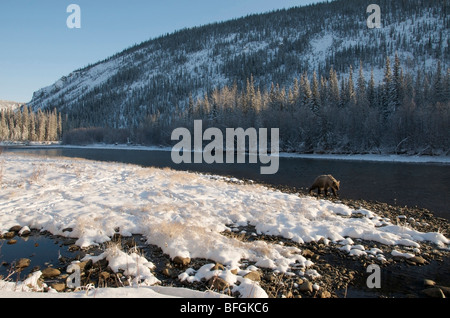 Wild Ours grizzli (Ursus arctos) marcher le long de la rivière Fishing Branch, Ni'iinlii'Njik Réserve écologique, Territoire du Yukon, Canada Banque D'Images