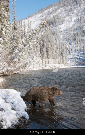 Ours grizzli (Ursus arctos) la pêche dans la rivière Fishing Branch, Ni'iinlii'Njik Réserve écologique, Territoire du Yukon, Canada Banque D'Images