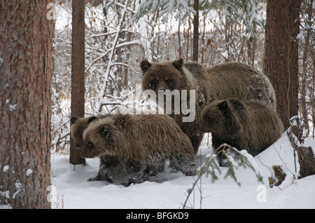 Ours grizzli (Ursus arctos) sow et 1ère année d'oursons marche à travers la forêt enneigée. La rivière Fishing Branch Ni'iinlii'Njik R écologique Banque D'Images