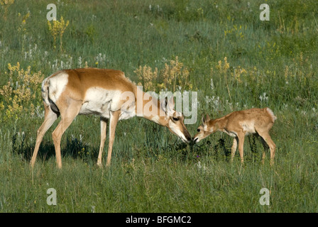 L'Antilope d'Amérique (Antilocapra americana), Custer State Park, South Dakota, USA Banque D'Images