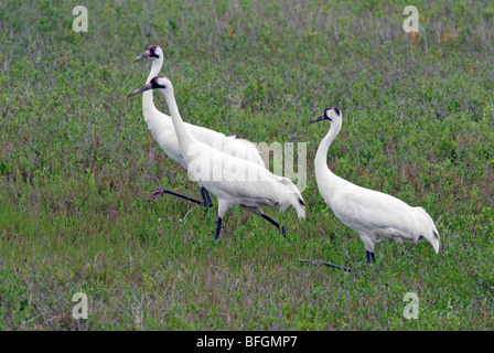 La Grue blanche (Grus americana) à Aransas National Wildlife Refuge, Texas, États-Unis Banque D'Images