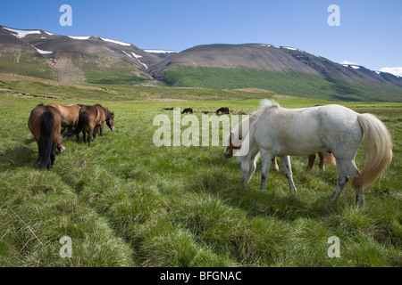 Troupeau de chevaux, près d'Akureyri, Islande du Nord Banque D'Images