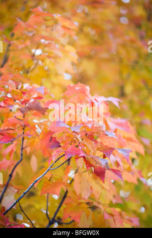 Arbre d'érable rouge & Leaves Banque D'Images