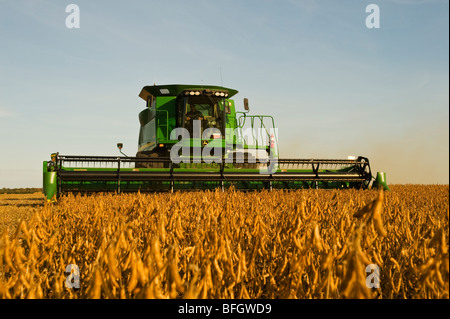 Moissonneuse-batteuse, sur champ de soya en début de soirée. Près de La Salle, Manitoba, Canada Banque D'Images