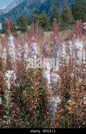 Rosebay willowherb (Epilobium angustifolium) seedhead et la poussière à l'automne - Parc Naturel Adamello Brenta - Trentino - Italie Banque D'Images