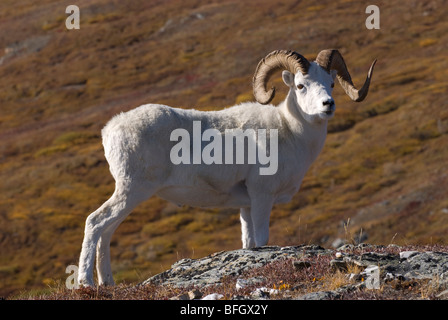 Le mouflon de Dall (Ovis dalli) ram. Le Parc National Denali, Denali, Alaska, USA Banque D'Images