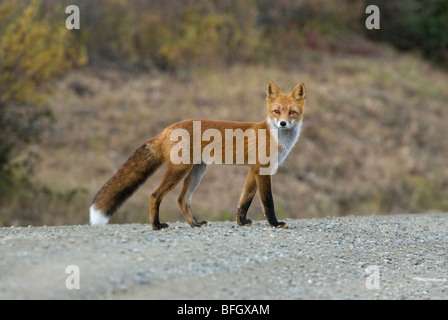 Le renard roux (Vulpes vulpes) traverser la route au cours de la fin de l'été. Alaska, États-Unis Banque D'Images