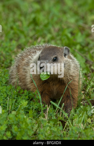 Marmotte (Marmota monax) dans l'alimentation d'été vert prairie, Ontario, Canada Banque D'Images