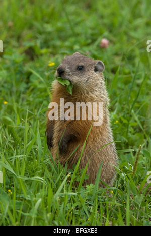 Marmotte (Marmota monax) se nourrissant de feuille de pissenlit dans l'été vert prairie, Ontario, Canada Banque D'Images