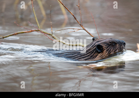 Castor (Castor canadensis) Nager dans l'étang avec aspen tree branch pour manger, de l'Ontario, Canada Banque D'Images