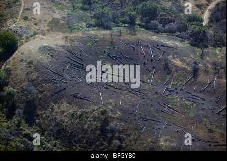Vue aérienne la coupe d'Eucalyptus sur les espèces envahissantes l'Angel Island 'San Francisco'