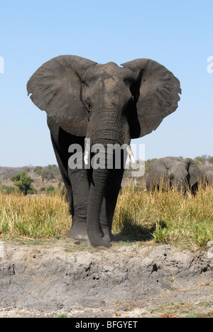 L'éléphant d'Afrique se situe sur les rives de la rivière Chobe, au Botswana. Banque D'Images