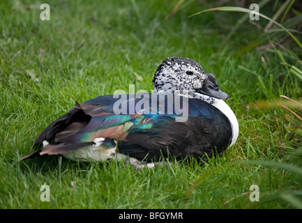 Canard (sarkidiornis melanotos comb) Banque D'Images