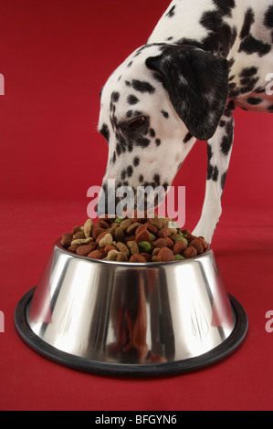 Chien dalmatien mangeant de Dog Bowl Banque D'Images